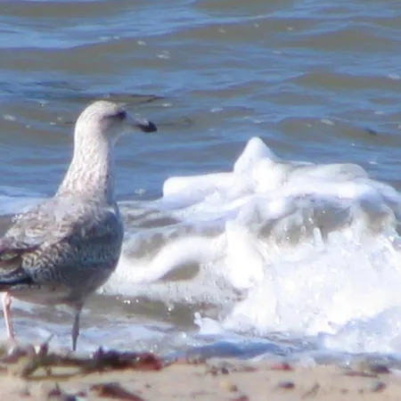 Apartment Seaside, Direkt An Der Promenade